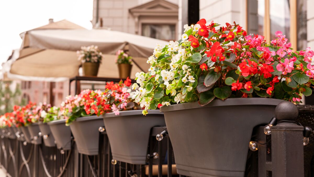 Top Balcony Plants for Elevating Your London Home's Outdoor Space